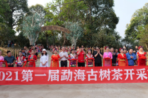 長城皮卡深耕西雙版納市場，助力勐海古樹茶開采節(jié)